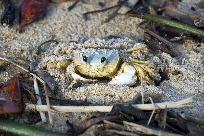 Guruçá quadrata (Ocypode quadrata) | Atlantic ghost crab